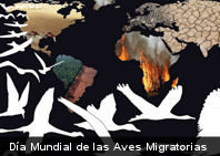 09 de mayo: Día Mundial de las Aves Migratorias