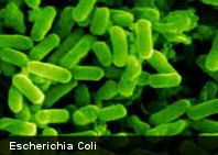 Ante la alerta en Europa ¿Qué es la bacteria E.coli y cómo se previene?