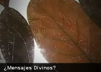 Curioso hallazgo: mensajes impresos en hojas de un árbol