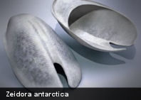 Descubren una nueva especie de molusco ‘gigante’ en la Antártida