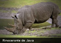 Se extingue el rinoceronte de Java de Vietnam por la caza furtiva