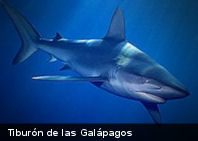 Confirman la extinción de Tiburón de las Galápagos en el noreste de Brasil