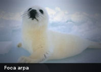 Esta especie de foca está en riesgo de desaparecer