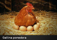 ¿La gallina apareció antes del huevo?: Una gallina dio a luz a un pollo sin poner huevo