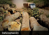Ecología: El crimen organizado es culpable del 90 % de la deforestación del planeta