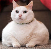 Estudio detecta alarmante tendencia a la obesidad en animales domésticos