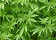 Uruguay, primer país del mundo en legalizar la marihuana y la gestión pública de su venta
