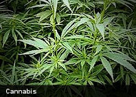 La legalización de la marihuana médica no conduce a un aumento de la criminalidad