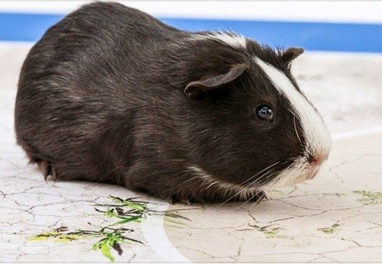 Este conejillo de indias es el nuevo oráculo para el Mundial de Brasil