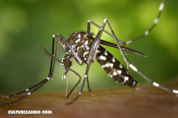 Lo que debes saber sobre el Zika