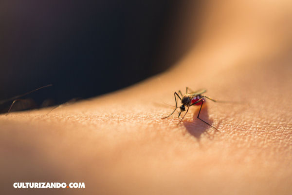 El Zika puede causar problemas de salud de por vida