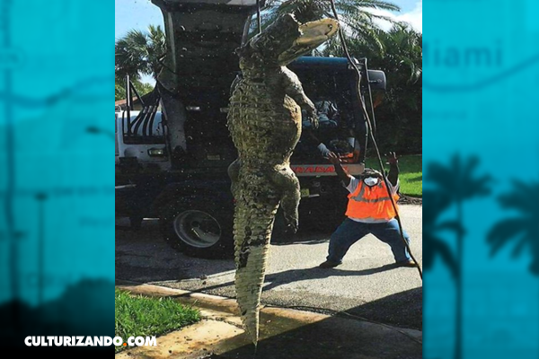 Cocodrilo de 11 pies fue encontrado muerto en alcantarilla del suroeste de Florida