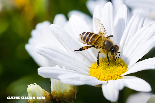 Las abejas sí están en peligro de extinción