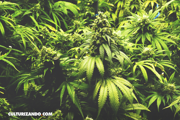 Cerveceras apuestan al cannabis para abrir nuevos mercados