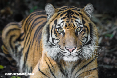 Estos 15 espectaculares animales están en peligro de extinción crítico