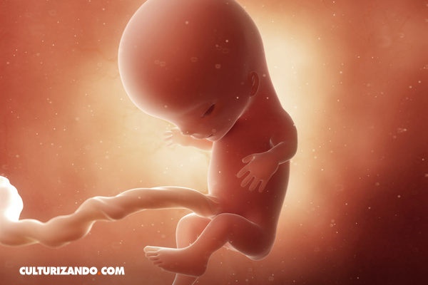 Aborto, ¿cuánto tarda el feto en sentir?