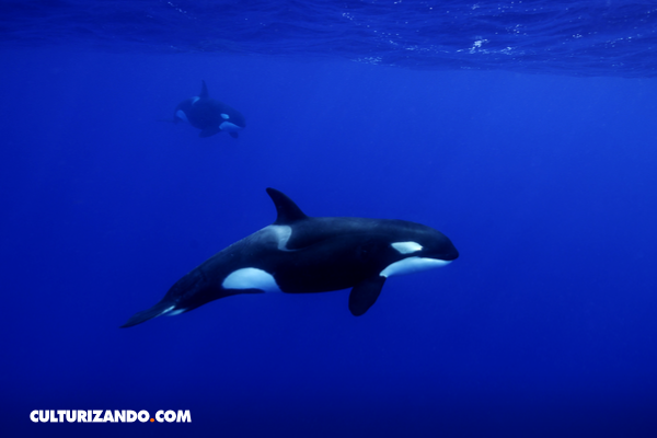 Desaparecen las orcas del Pacífico