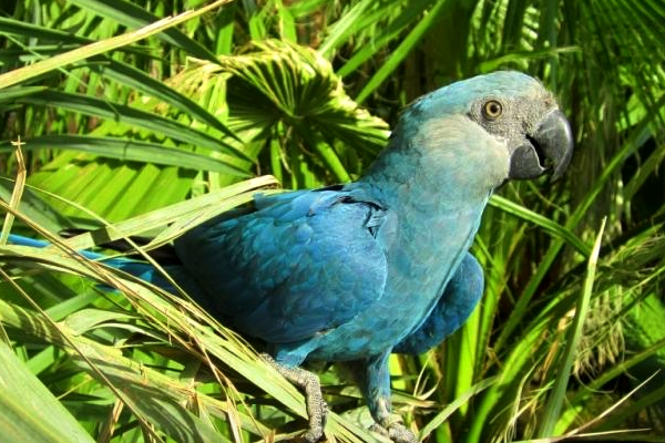 Se declara extinto el guacamayo azul, especie que le dio vida a la película 'Río'