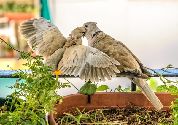 Estas parejas de aves desatan su pasión ante los demás