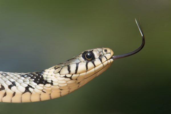 Las serpientes que viajaron en avión para invadir una isla