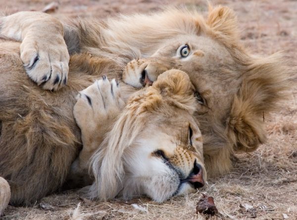 Dos leones víctimas del circo y la guerra se reencuentran en Sudáfrica