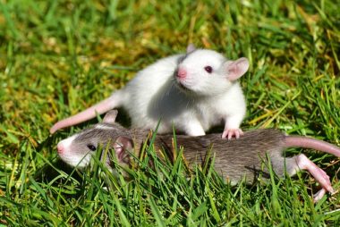 Ante el miedo algunos roedores recurren al sexo
