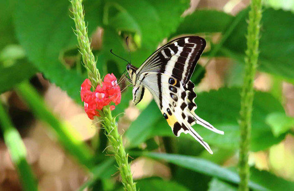 Una espectacular mariposa ha sido descubierta en una isla de Fiyi