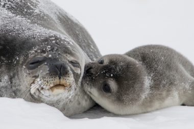 La falta de nieve en el Ártico amenaza a las focas anilladas