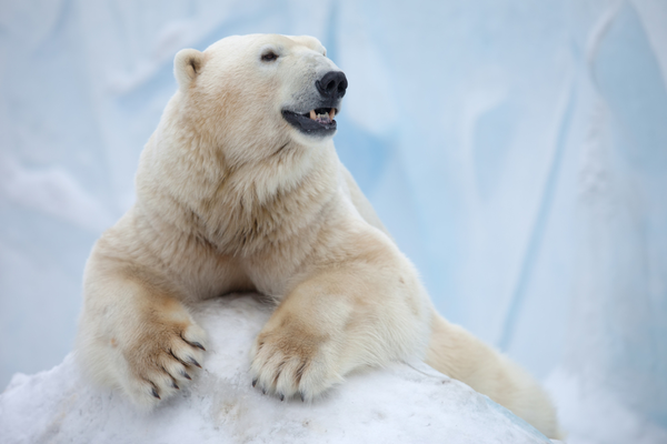 Osos polares hambrientos invaden una localidad en Rusia