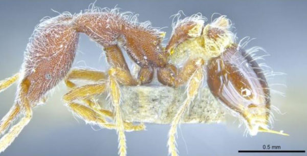 Trece nuevas especies de hormigas aparecen en Hong Kong