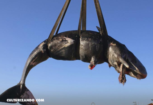 Aparece muerta una ballena embarazada y con más de 20 kilos de plástico en su estómago