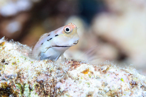 La supervivencia de los arrecifes de coral depende de los peces más diminutos del mundo