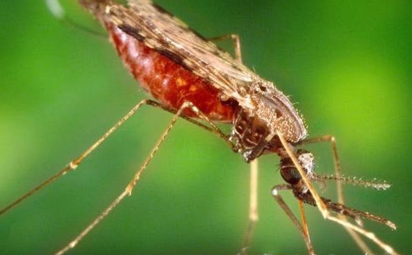 ¿Viajas a zonas con riesgo de malaria? Cuatro claves para mantenerse a salvo