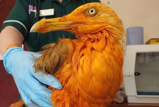Rescatan a lo que parecía una exótica ave, y terminó siendo una gaviota cubierta de curry
