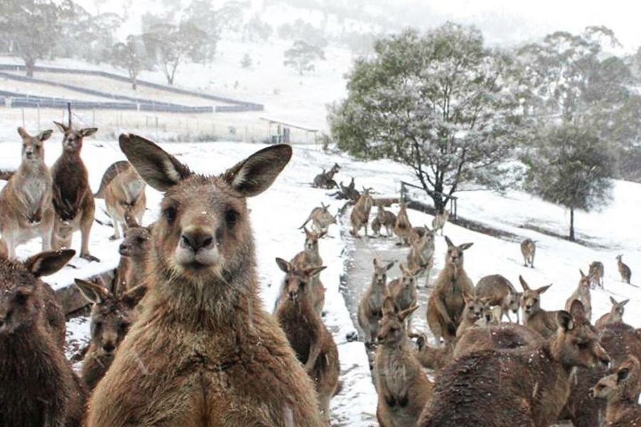 Охлаждающиеся кенгуру