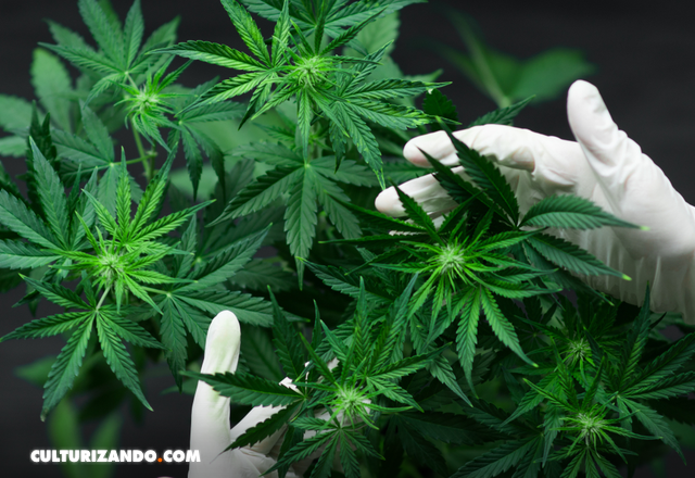 Curiosidades de las semillas de cannabis