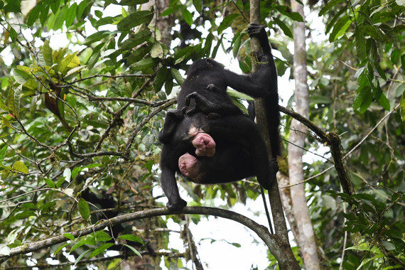 El sexo entre hembras de bonobo refuerza la cooperación y la amistad