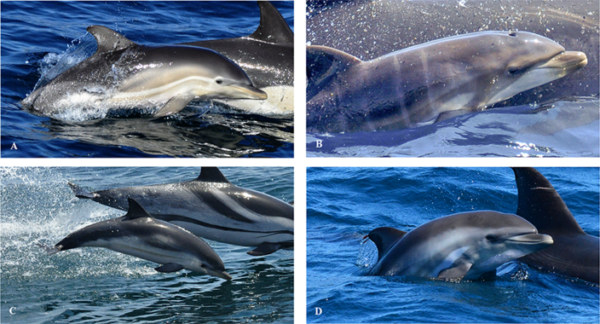 Hallan por primera vez en el mundo un ejemplar de delfín híbrido en alta mar
