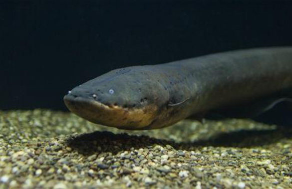Una nueva anguila eléctrica produce la mayor descarga del reino animal