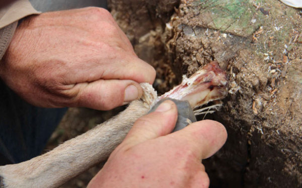 Los humanos guardaban médula ósea como si fuera carne enlatada hace 400.000 años