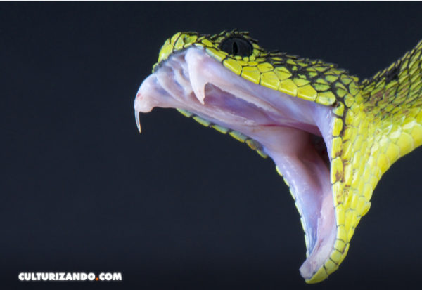 Hombre es mordido por más de 200 serpientes en busca de un antídoto universal