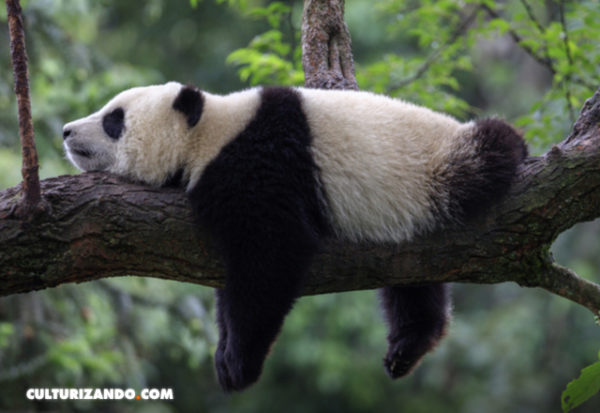 El panda Bei Bei dice adiós a Washington