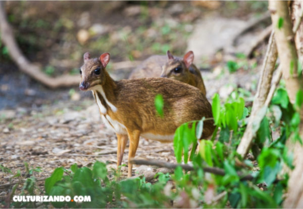 El ciervo ratón de Vietnam no se había extinguido