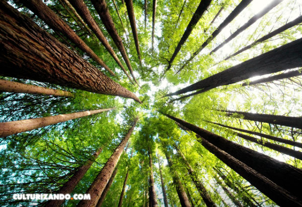 Los bosques retienen el carbono cada vez durante menos tiempo