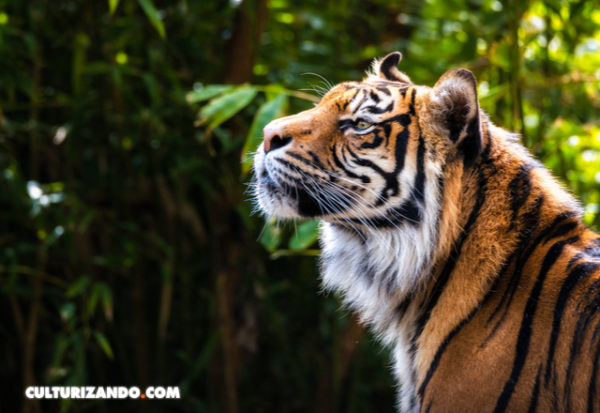 Tigres de Bengala rescatados en Guatemala llegan a EE. UU.