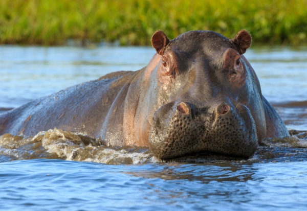 Científicos colombianos quieren sacrificar a los hipopótamos de Pablo Escobar