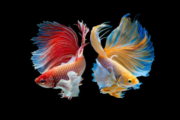 Criar peces en la Luna es el nuevo plan de los científicos