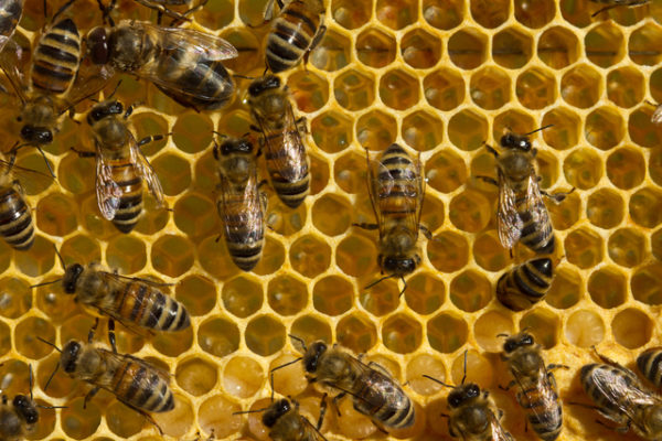 Las abejas indican la presencia de microplásticos en el medio ambiente