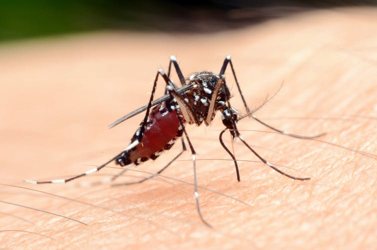 Duracion De Vida De Un Mosquito