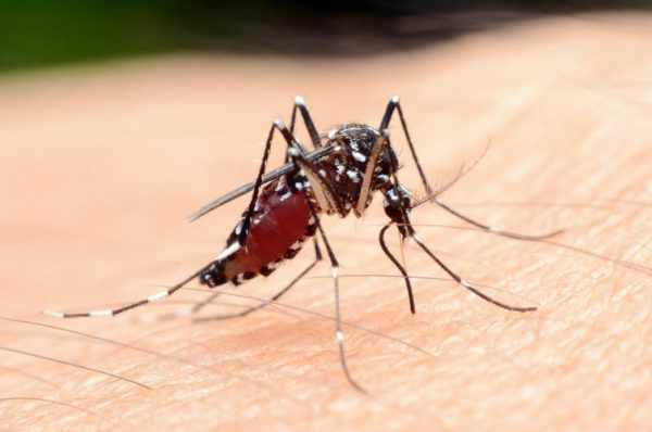 Estamos a punto de saber por qué los mosquitos pican a unas personas y a otras no